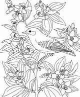 Goldfinch Designlooter Bluebird sketch template