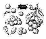 Bacca Cranberry Fragola Disegnata Fetta Isolata Illustrazione Berries Mirtillo Ramo Isolato Schizzo sketch template