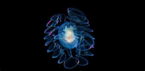wonderful pictures  plankton