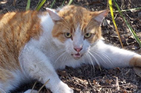 northwest rhode island dem health confirm rabies  feral cat