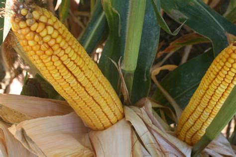 top ten tips  increasing corn yields latham  tech seeds