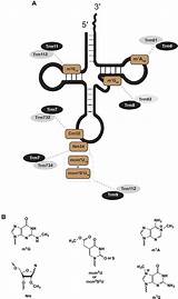 Trna Methylation Editing Enzymes Frontiersin Figure Basis Substrate Evolutionary Specificity Multi Fgene sketch template