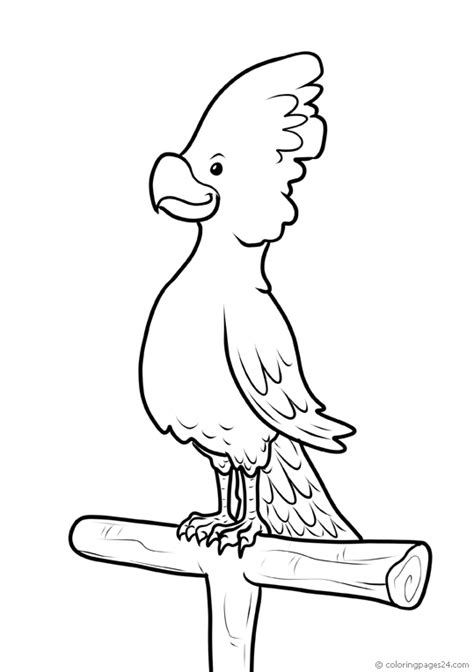bird coloring pages books    printable