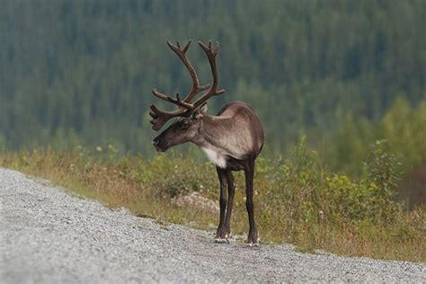 reindeer animal facts  kids characteristics pictures