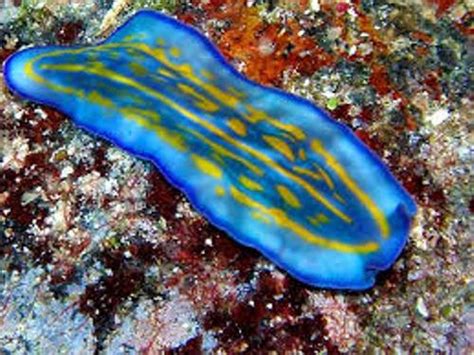10 Interesting Flatworm Facts My Interesting Facts