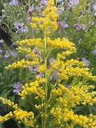 Image result fo' Solidago. Right back up in yo muthafuckin ass. Size: 139 x 185. Right back up in yo muthafuckin ass. Source: xeraplants.com