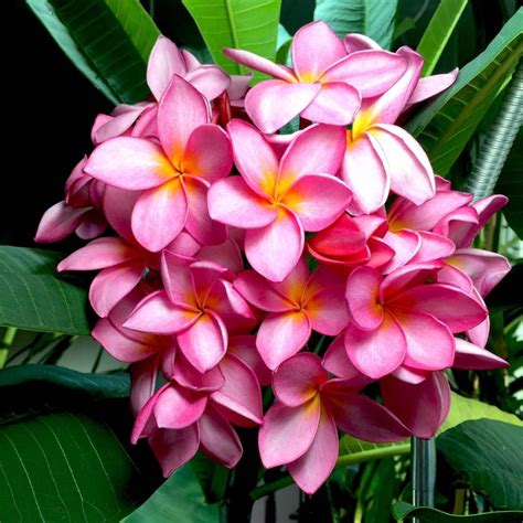 care  flowering plumeria frangipani indoors part  plumeria