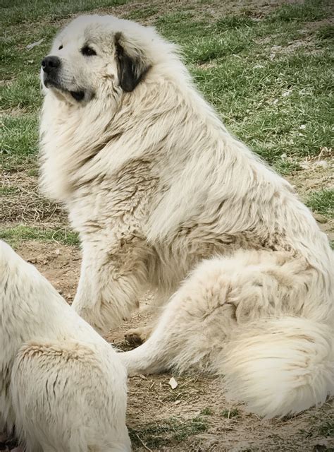 great pyrenees puppies  sale ezel ky