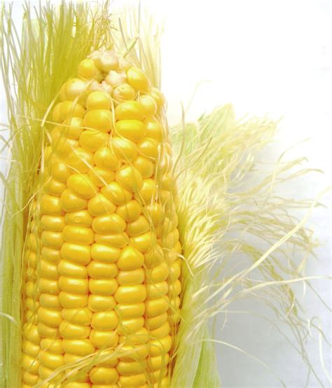 filecorn   cobjpg wikipedia