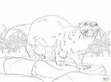 Coloring Otter Pages River American North Wildlife Drawing Printable Otters Color Print Animal Supercoloring Template Getdrawings Realistic Choose Board sketch template