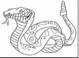 Coloring Rattlesnake Drawings 1126 74kb sketch template