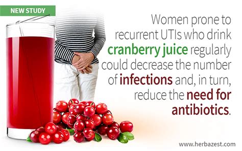 Cranberry Juice Diminishes Need For Antibiotics Herbazest