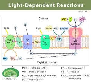 light dependent reaction definition diagrams  products