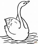 Swan Coloring Swimming Pages Printable Line Template Drawing Baby Supercoloring Getdrawings sketch template