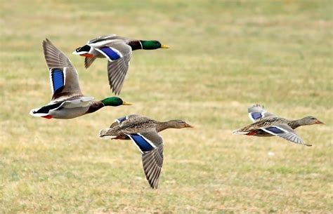 photo mallard ducks flying animal bird duck