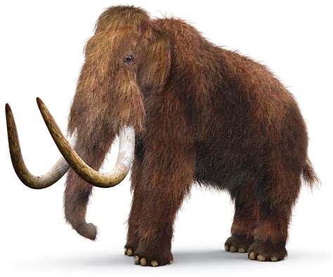 prehistoric mammals ancient mammals dk find  mammals