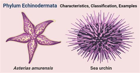 phylum echinodermata characteristics classification examples