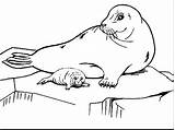 Phoque Arctic Foki Antartica Focas Kolorowanka Animaux Krze Lodu Artic Antarctica Seals Getdrawings Antarctic Lions Imprimer sketch template