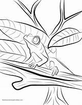 Eyed Rainforest Frogs Lilypads Designlooter Getdrawings Getcolorings sketch template