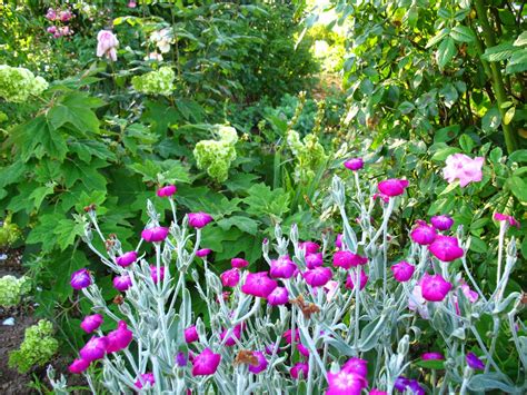 plante grasse fleur rose fushia