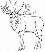 Elk Moose Sketch sketch template