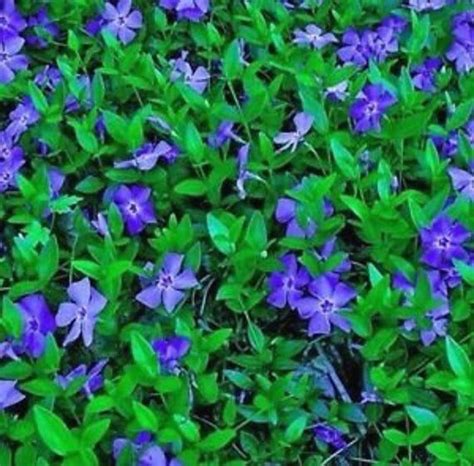 periwinkle creeping myrtle ground cover vinca minor perennial bare