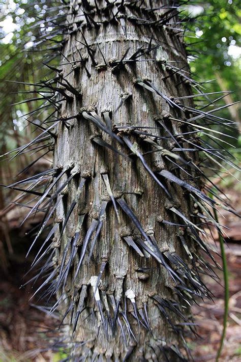 thorn tree photograph  yuli seperi fine art america