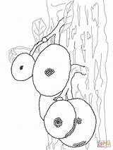 Tree Coloring Jackfruits Jackfruit Pages Grapefruits Drawing Supercoloring Categories sketch template