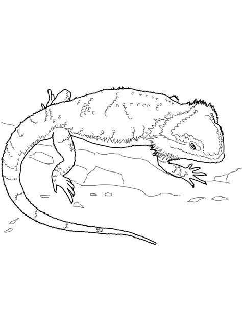 bearded dragon coloring pages   bearded dragon colors dragon