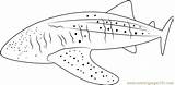 Whale Shark Coloring Pages Coloringpages101 sketch template