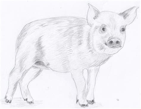 weekly doodles  tuts drawspace lesson    draw  pig
