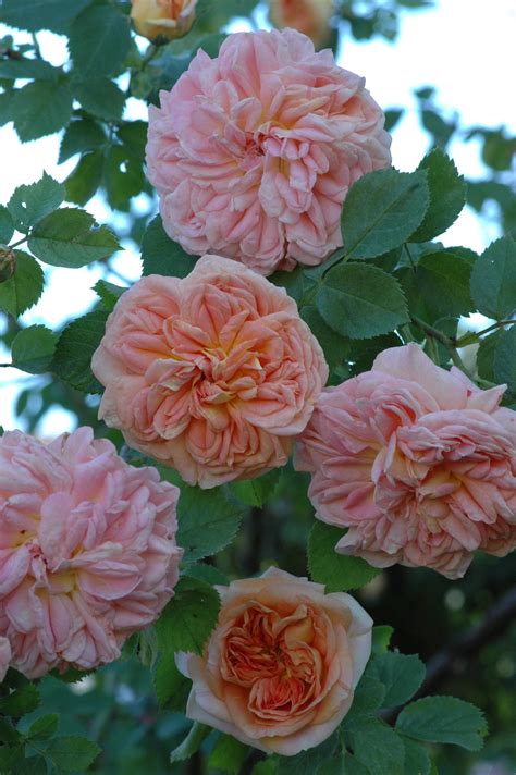 alchymist rose apricot ca cm reimer kordes  rosa