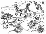 Coloring Reef Coral Ecosystem Barrier Great Ocean Pages Drawing Fish Desert Color Clipart Easy Reefs Drawings Printable Getdrawings Print Paintingvalley sketch template