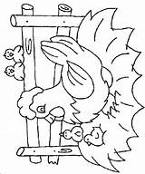 Coloring Pages Chicken Animal Farm Chickens sketch template