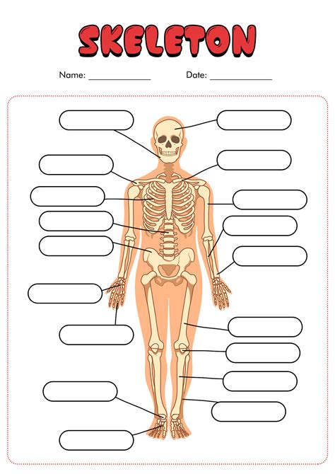 label  skeleton worksheet