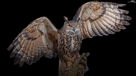 spread wings owl eurasian eagle owl bird birds wallpapers
