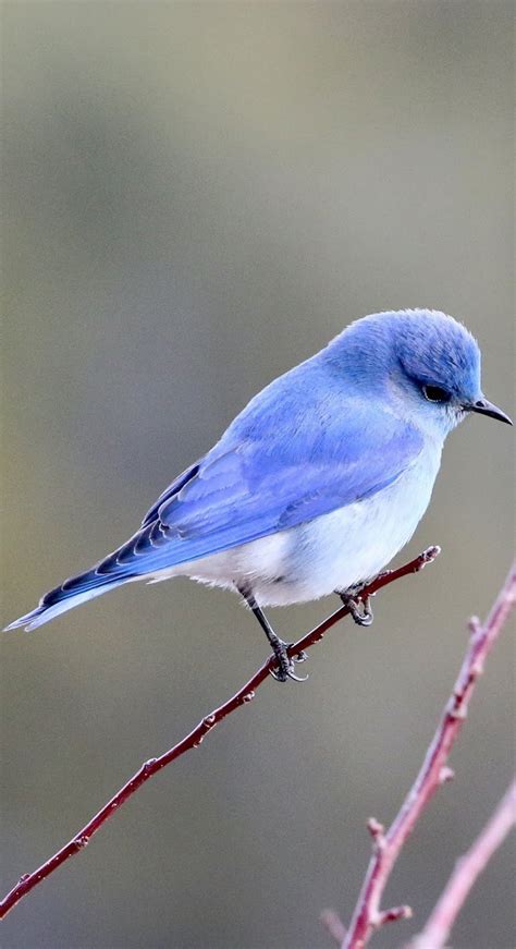 cute  blue bird  wild animals