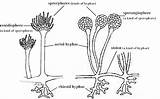 Fungi Class Label Diagram Bread Biology Hyphae Science Mould Microorganisms Answers Martínez Mrs Color Do sketch template