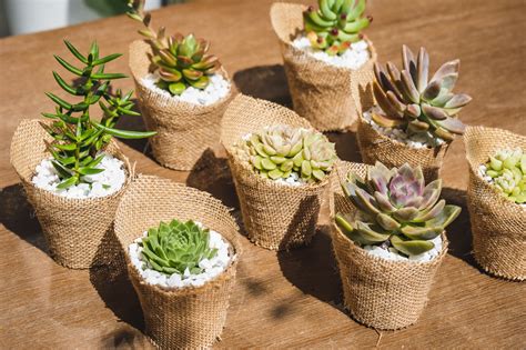 awesome reasons  succulents    wedding favours sweet