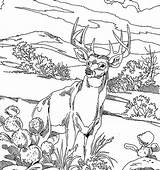Coloring Pages Buck Whitetail Getcolorings Deer sketch template