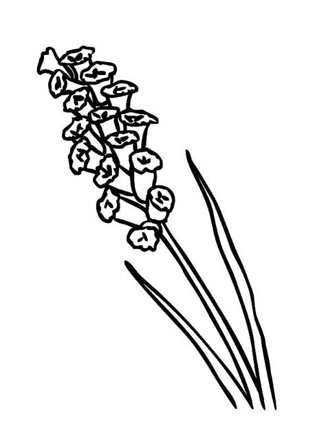 lavender coloring pages  coloring pages  kids   flower