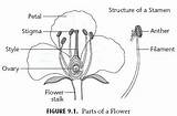 Flower Stamen Diagram Stigma Structures Label Draw Flowers Stalk Brainly Parts Biology Functions Peduncle Weebly sketch template