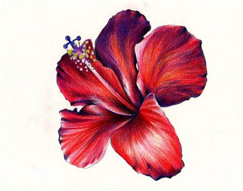 flower colour pencil drawing    clipartmag