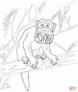 Tamarin Titi Monkey Emperador Designlooter Supercoloring Compatible sketch template