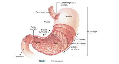 stomach structure function digestive system anatomy  physiology