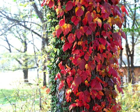 木をはう紅葉したツタの葉[01863091472]｜ 写真素材・ストックフォト・画像・イラスト素材｜アマナイメージズ