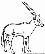 Gemsbok Coloring Oryx sketch template