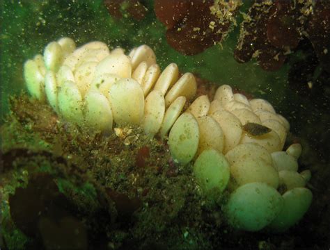 kelletia kelleti forbes 1852 kellet s whelk eggs