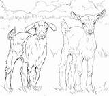 Coloring Baby Goats Pages Goat Printable Ausmalbild Supercoloring Ausmalbilder Zum Categories sketch template