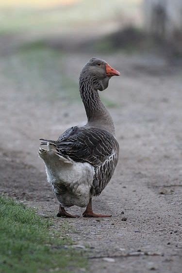 toulouse goose wikipedia   encyclopedia toulouse geese geese breeds toulouse